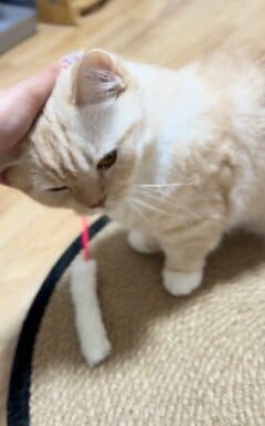ナデナデされる猫ちゃんの表情や仕草が【反則級のキュート】多くのユーザーがメロメロに！