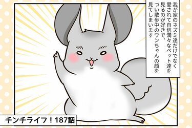 チンチライフ第187話】自由でマイペース！ひとりっ子炸裂！でも憎め