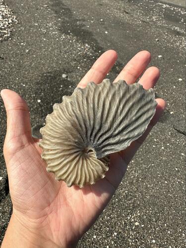 海岸に打ち上げられていた「化石のような物体」 その正体に驚き