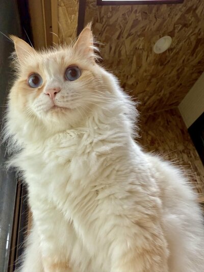センターを勝ち取った猫