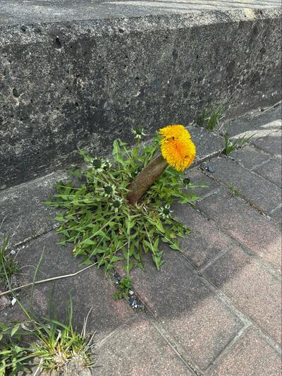 不思議な形のタンポポ