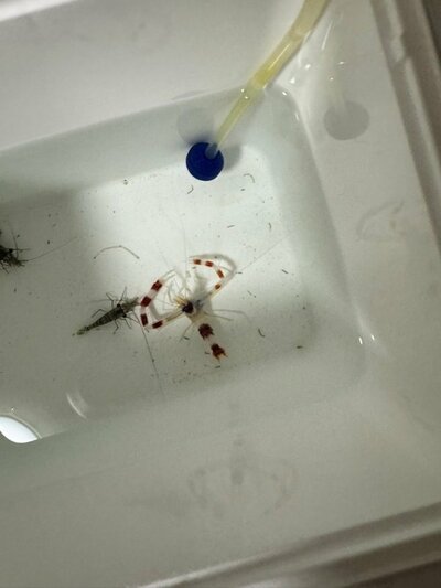 海で採取したオトヒメエビ