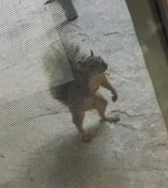 好戦的なリスの立姿