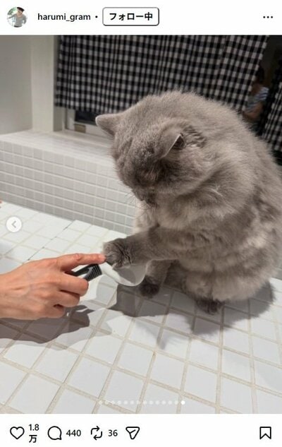 栗原はるみのInstagram投稿（もやしのブラッシングタイム）