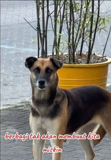 「分け与えても、私たちは貧しくならない」空腹に耐えていた野良犬に差し出された優しさがSNSで反響