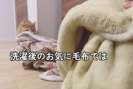 【毛布が大好きな猫】興味をなくした毛布を幼児が借りたら　「まさかの展開」に思わず二度見