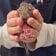 右目が開かないデグーが動物病院へ 小さな体を保定して検査した結果…「助かって良かった！」