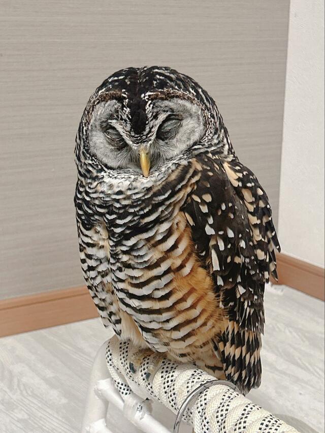 【動かないフクロウ】いつもの場所で一時停止…？よく見ると→衝撃の姿に思わずニッコリ