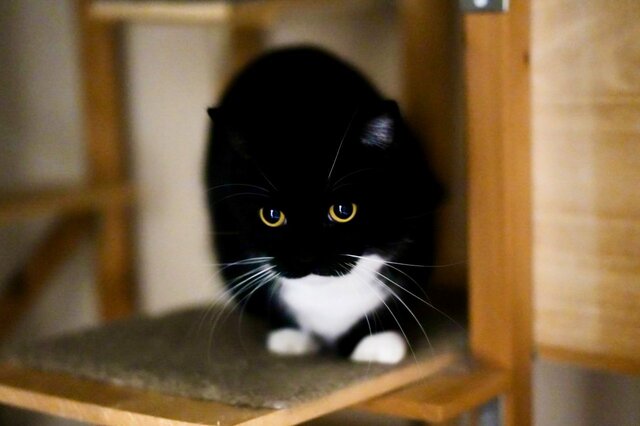 【猫たちの決定的瞬間】「めっちゃダイナミックな写真！」同居猫と戦う！？姿がSNSで反響続出