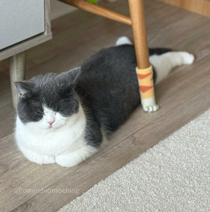 おててないないの猫