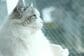 耳が4つあるように見える猫のラグドール　長い耳毛が生んだ不思議な姿に「かわいい」「仲間だ」