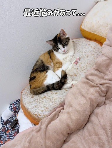 「なにか問題でも？」寄り添う3匹の猫→気持ちよさそうに眠っている場所に笑ってしまう