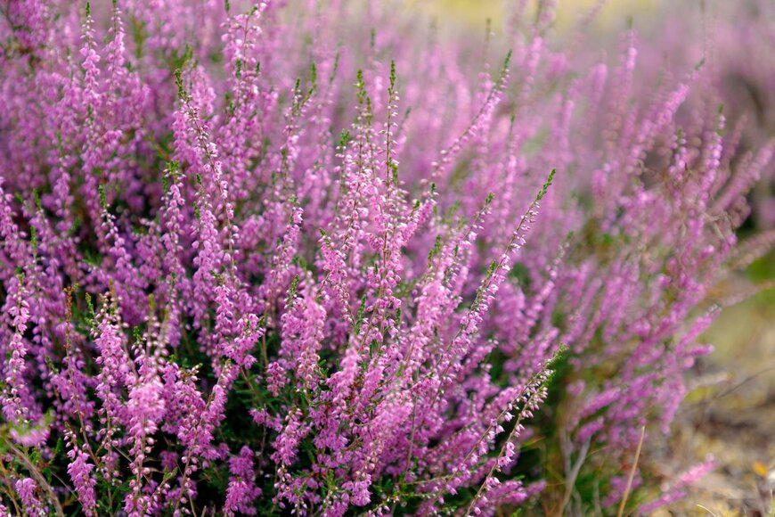 Wut_Moppie/Shutterstock.com