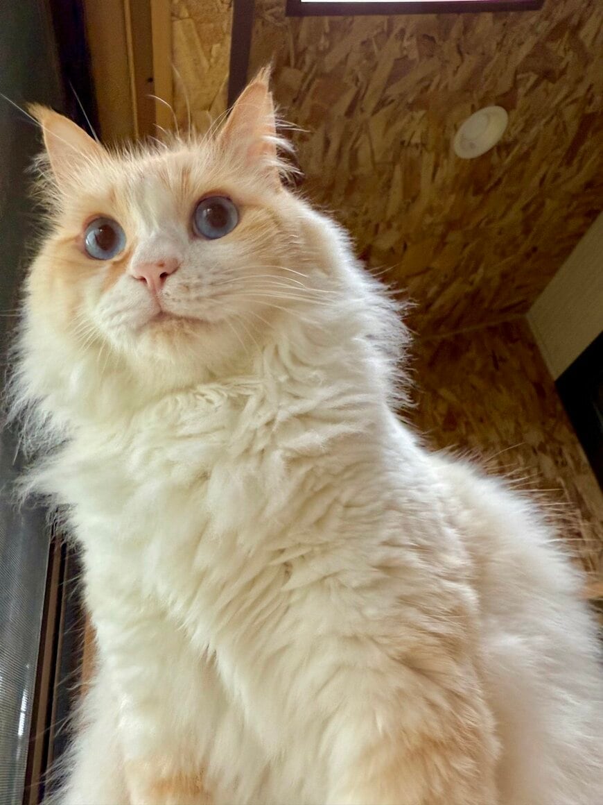 【センター争いする猫】保護猫の人間味あふれる行動に「とてもかわいい」の声