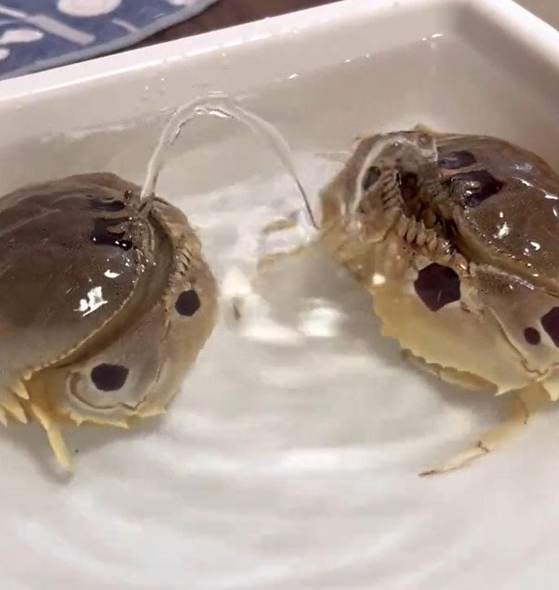 出所：@K_theHermit