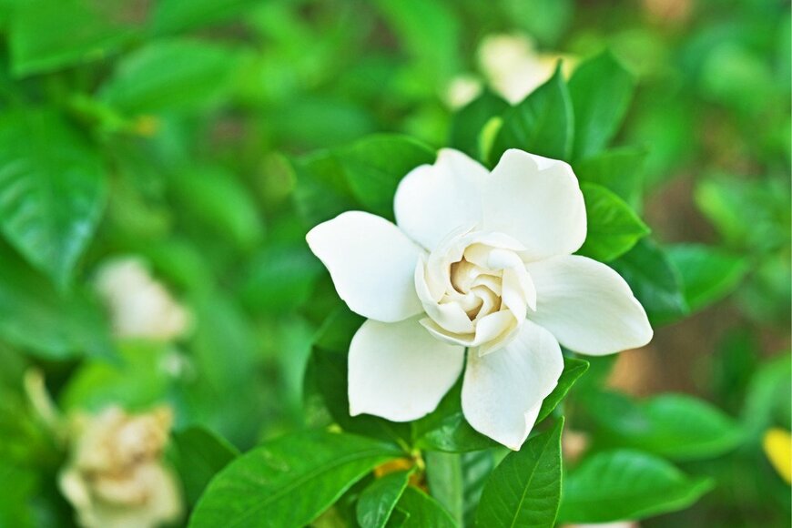 igaguri_1/istockphoto.com