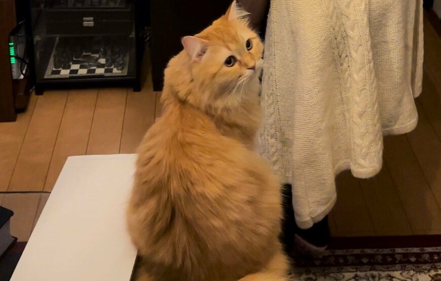 出所：@NEKOLAND13