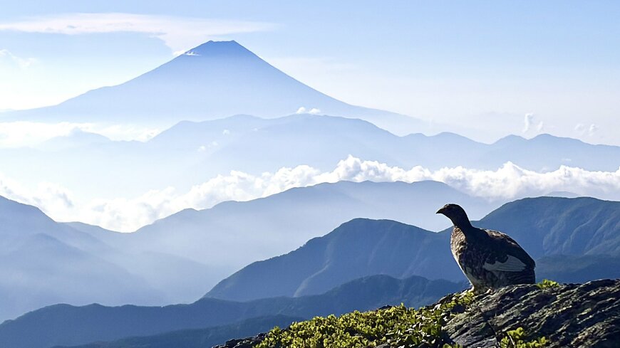 富士山と南アルプスの青い山並みをバックに岩の上でたたずむ雷鳥