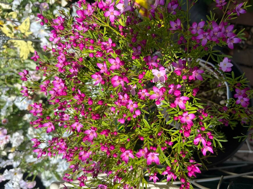 LIMOガーデニング部撮影