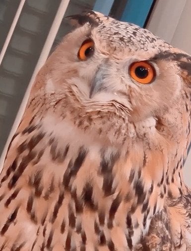 【そんな声で鳴くことあるの？】大声で鳴くフクロウ　意外な声に笑ってしまう