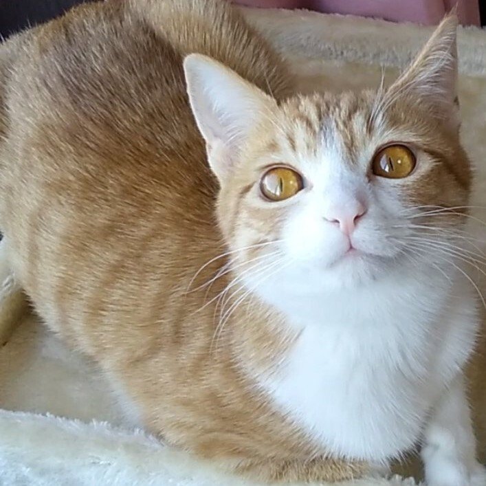 出所：@mero627puri914