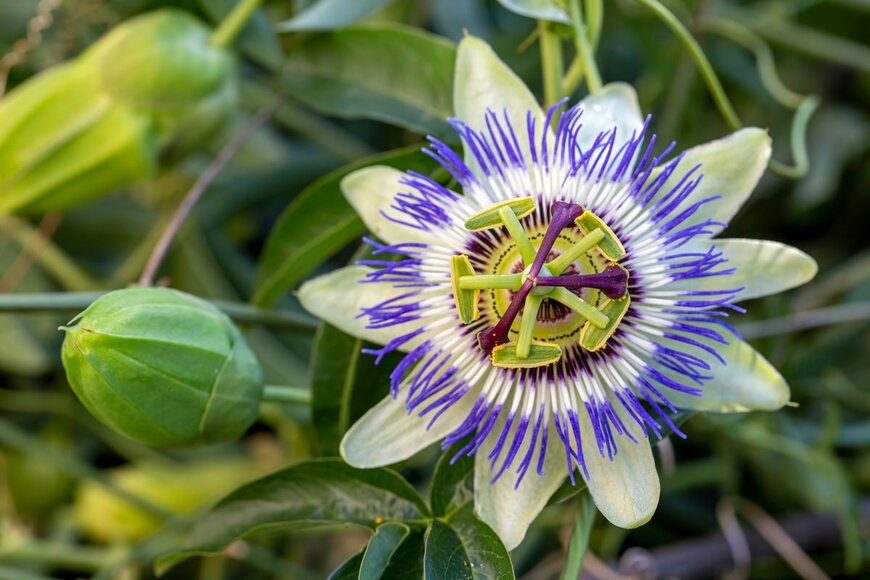 【初夏のガーデニング】夏を涼しく過ごす！グリーンカーテンにオススメの植物5選、今の季節が植えどき