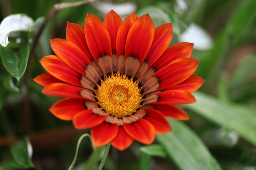 Md Ashiful Hoque/shutterstock.com