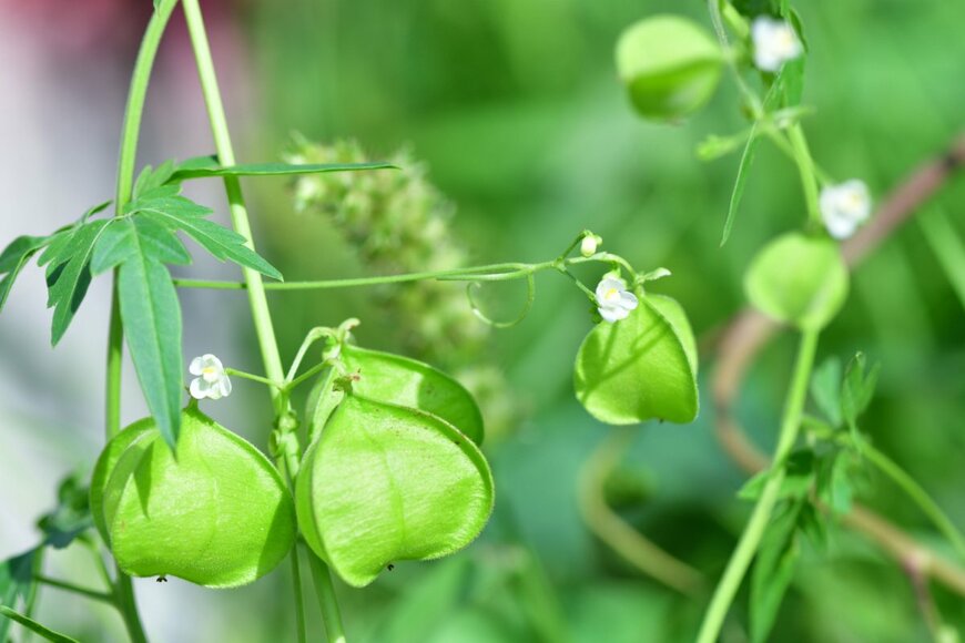 pisitpong2017/shutterstock.com