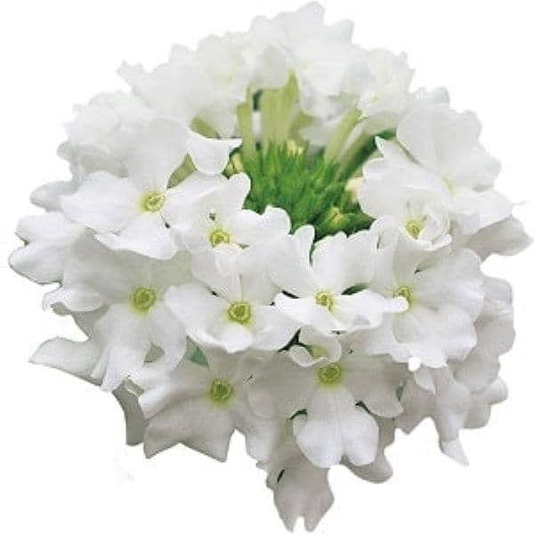 出所：PROVEN WINNERS（R）　スーパーベナ（R）　ホワイト