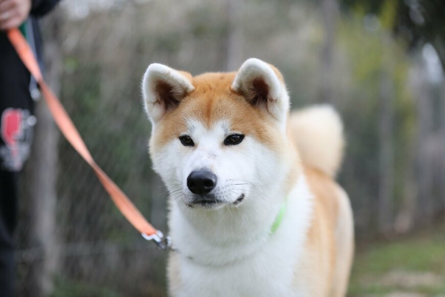 陽気なサモエド集団に仲間認定された〈秋田犬〉の「困惑顔」にSNSでは夢中になる人が続出中！