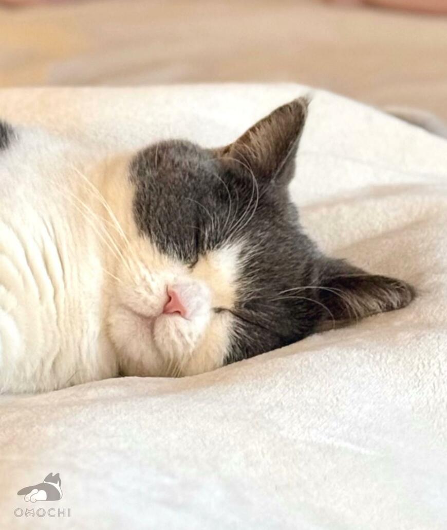 出所：@omochiomoching