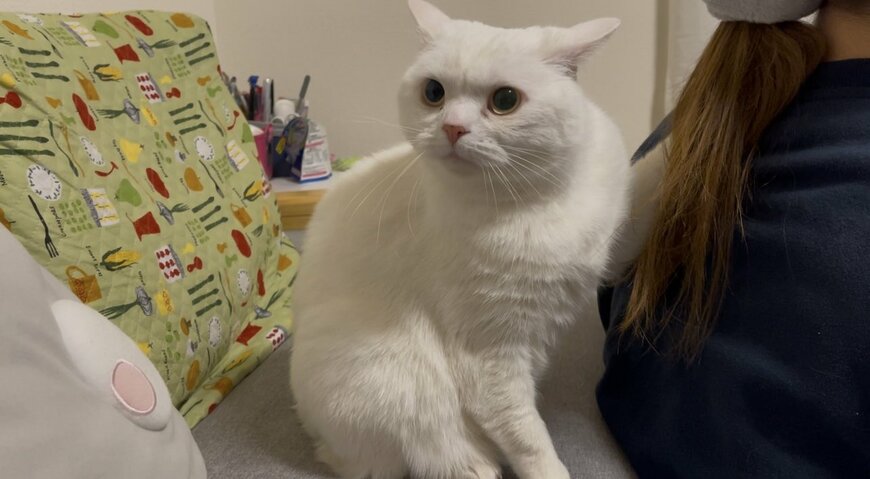 出所：@wataneko_tsuki