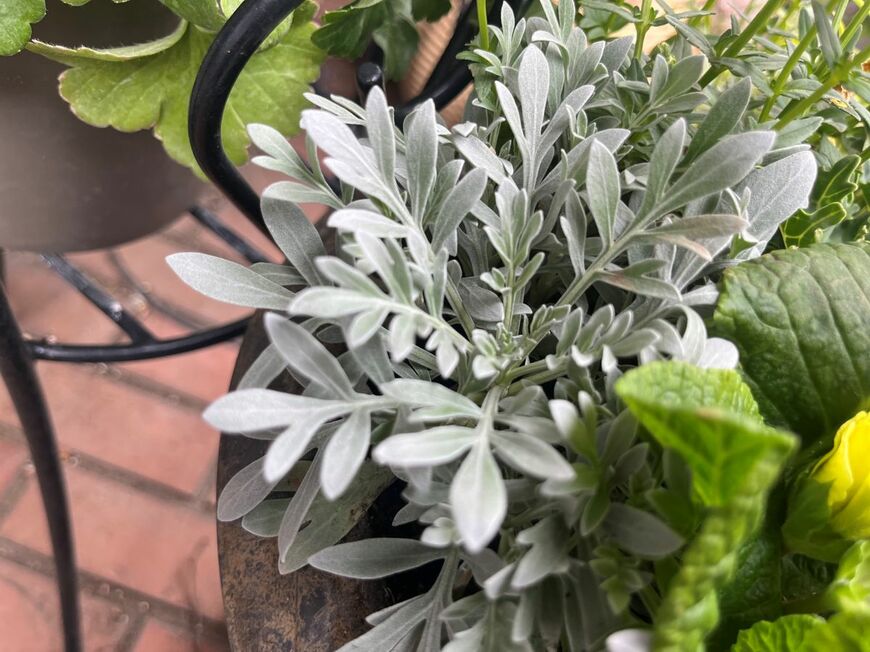 撮影：LIMOガーデニング部