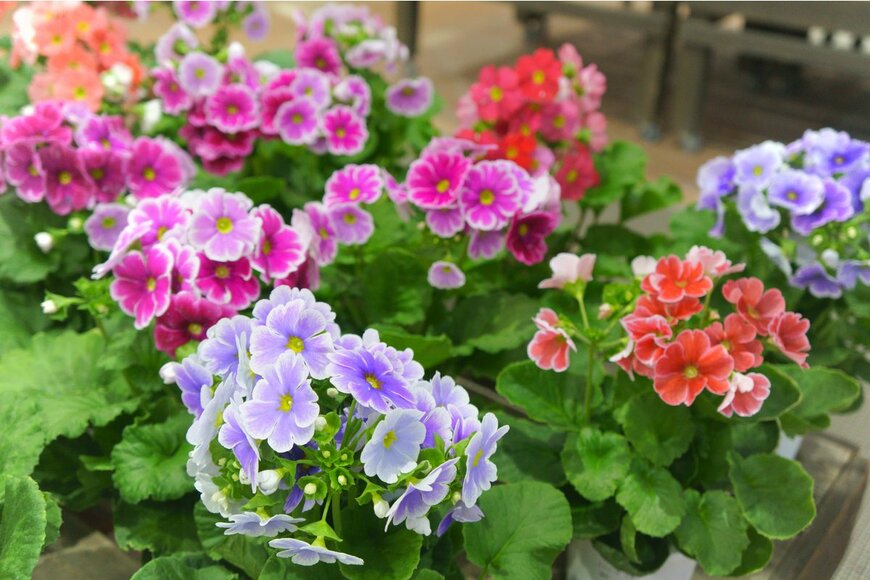 travelershigh/Shutterstock.com