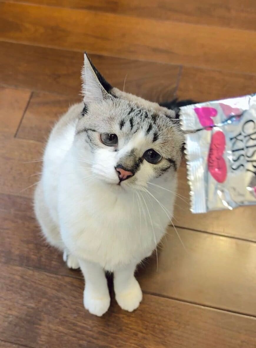 「今日のおやつはもうおしまいね！」空の袋を前に、上目づかいでじっと見つめる猫の「ぴえん顔」が愛らしい