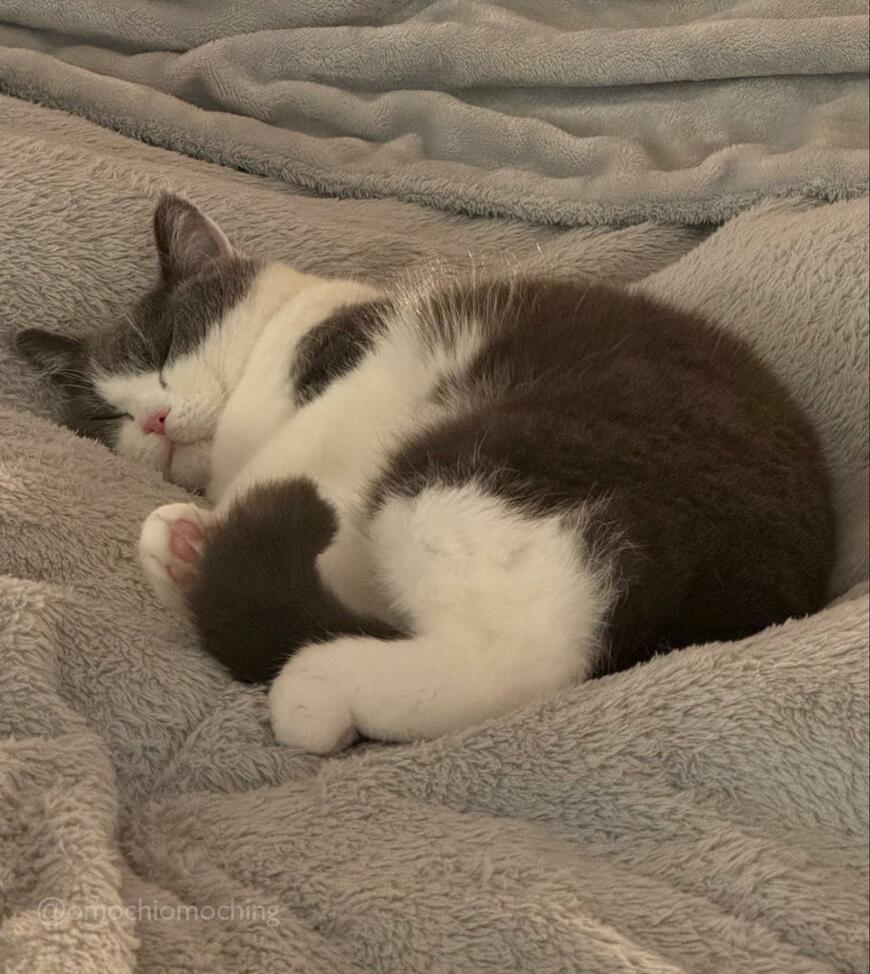 出所：@omochiomoching