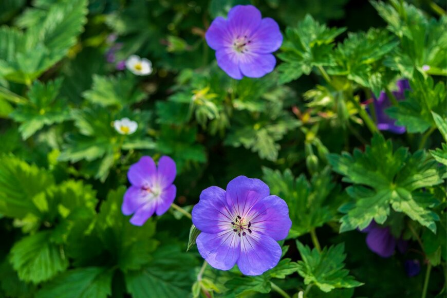 Alexey Broslavets/shutterstock.com