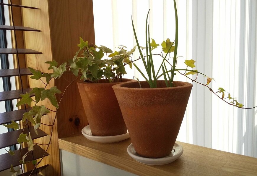 手前が小ネギ（LIMO編集部）