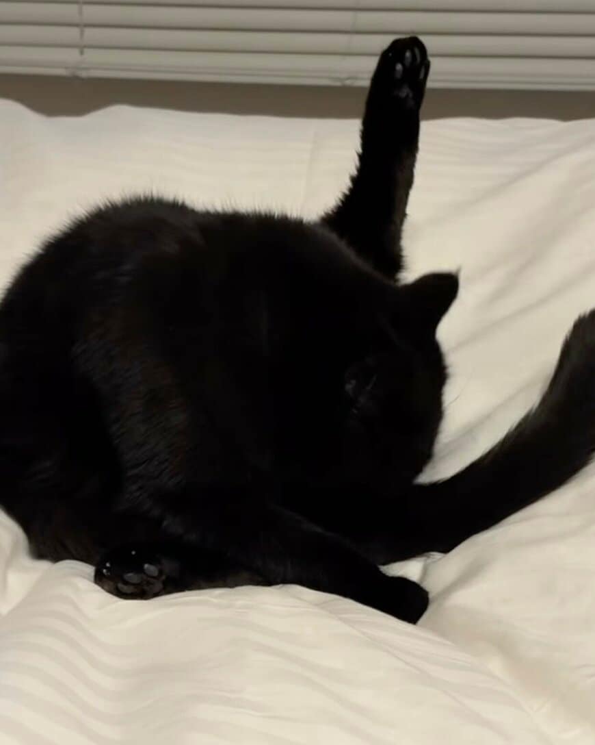 出所：@kotetsu_0420