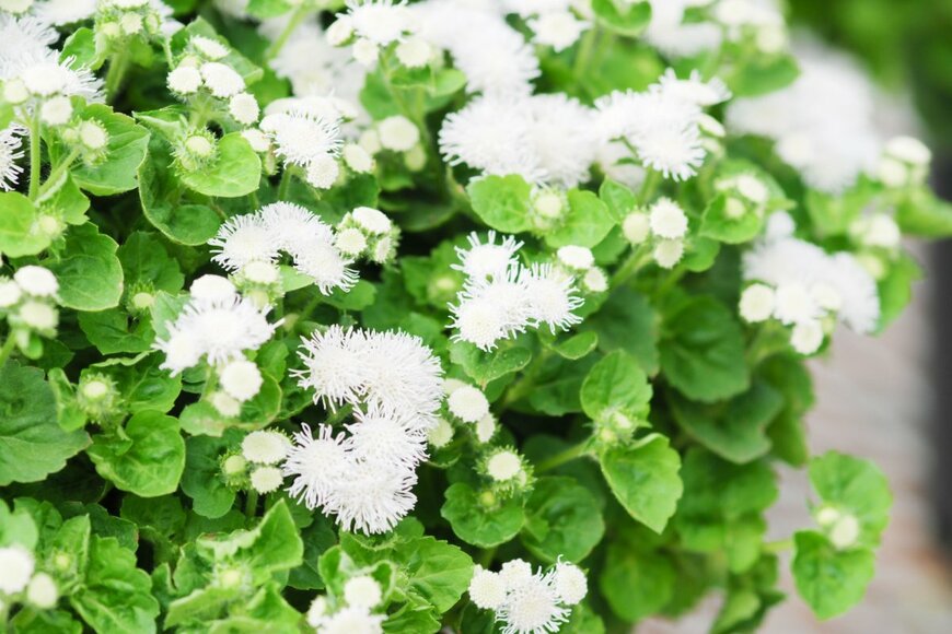 Yui Yuize/shutterstock.com