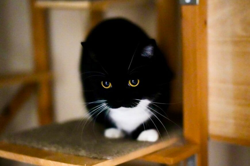 【猫たちの決定的瞬間】「めっちゃダイナミックな写真！」同居猫と戦う！？姿がSNSで反響続出