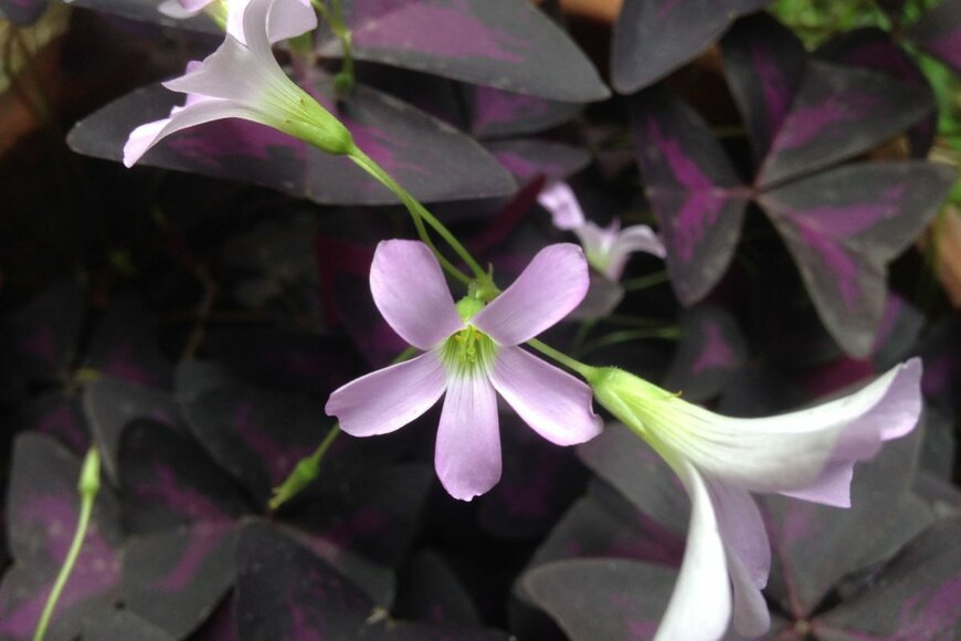 Chaipruck Mekara/shutterstock.com