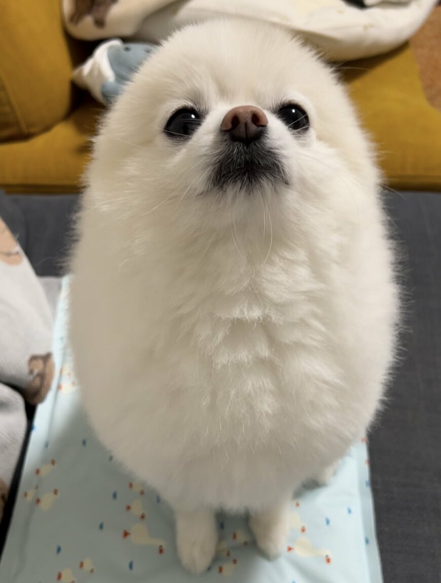 出所：@boku_ponchan