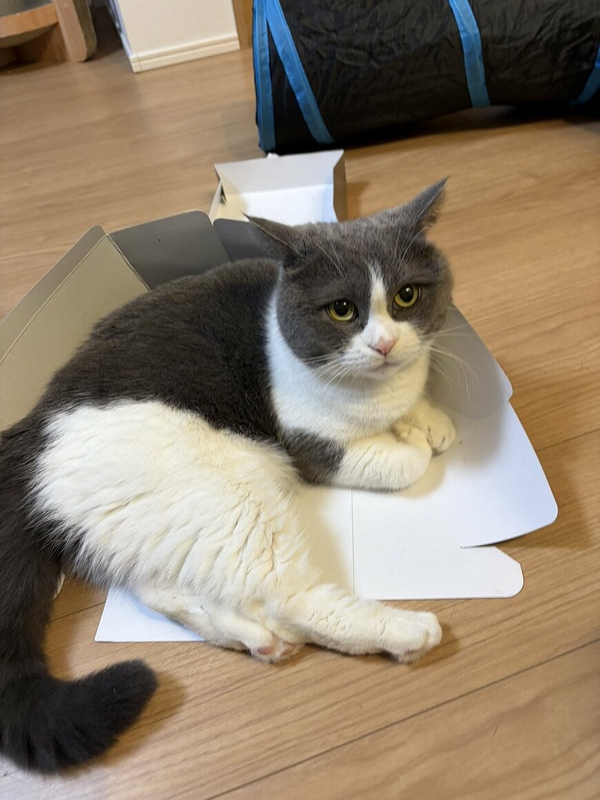 ケーキの箱にどうにか入りたい猫たち…「どちらも箱愛に溢れてる」写真が面白可愛い