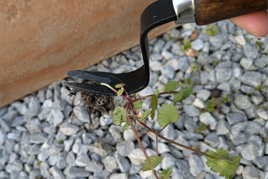 「雑草が気になり始めるこれからの季節に」