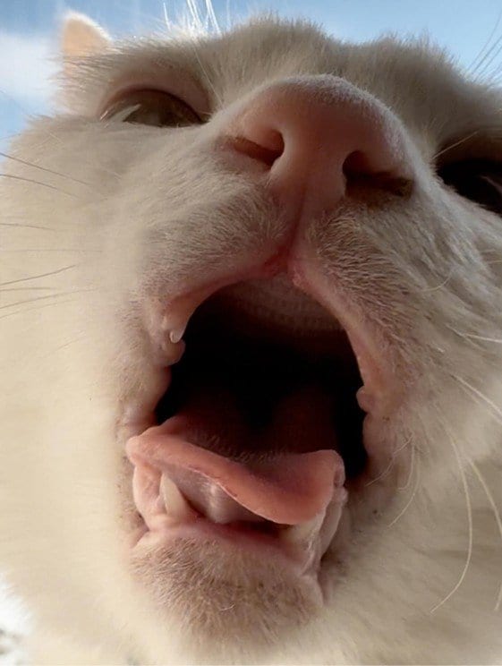 出所：＠kanapu10