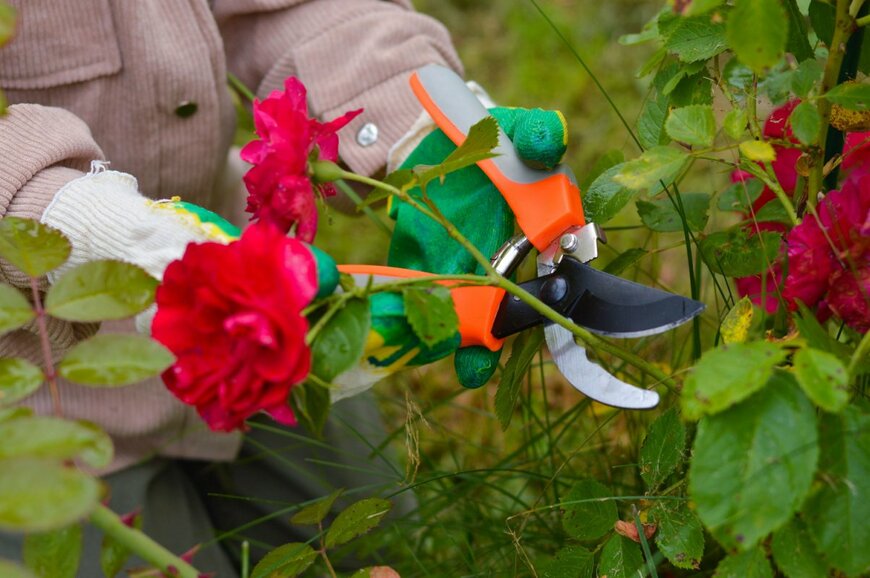 Irina Starikova3432/shutterstock.com