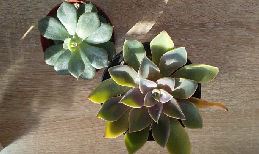 右下：春秋型のグラプトベリア属 ジュール（LIMO編集部）