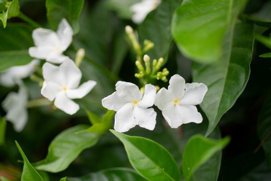 ThangNguyenPhoto/shutterstock.com