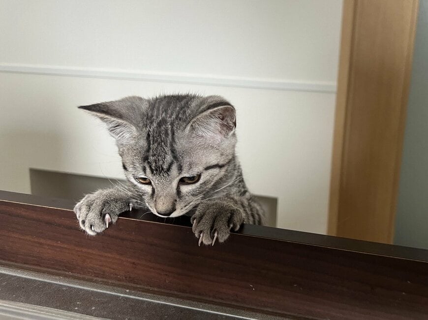 お魚を料理していると現れる【妖怪一口ちょうだい猫】かわいいアピールに「こんなん一匹あげちゃう」 